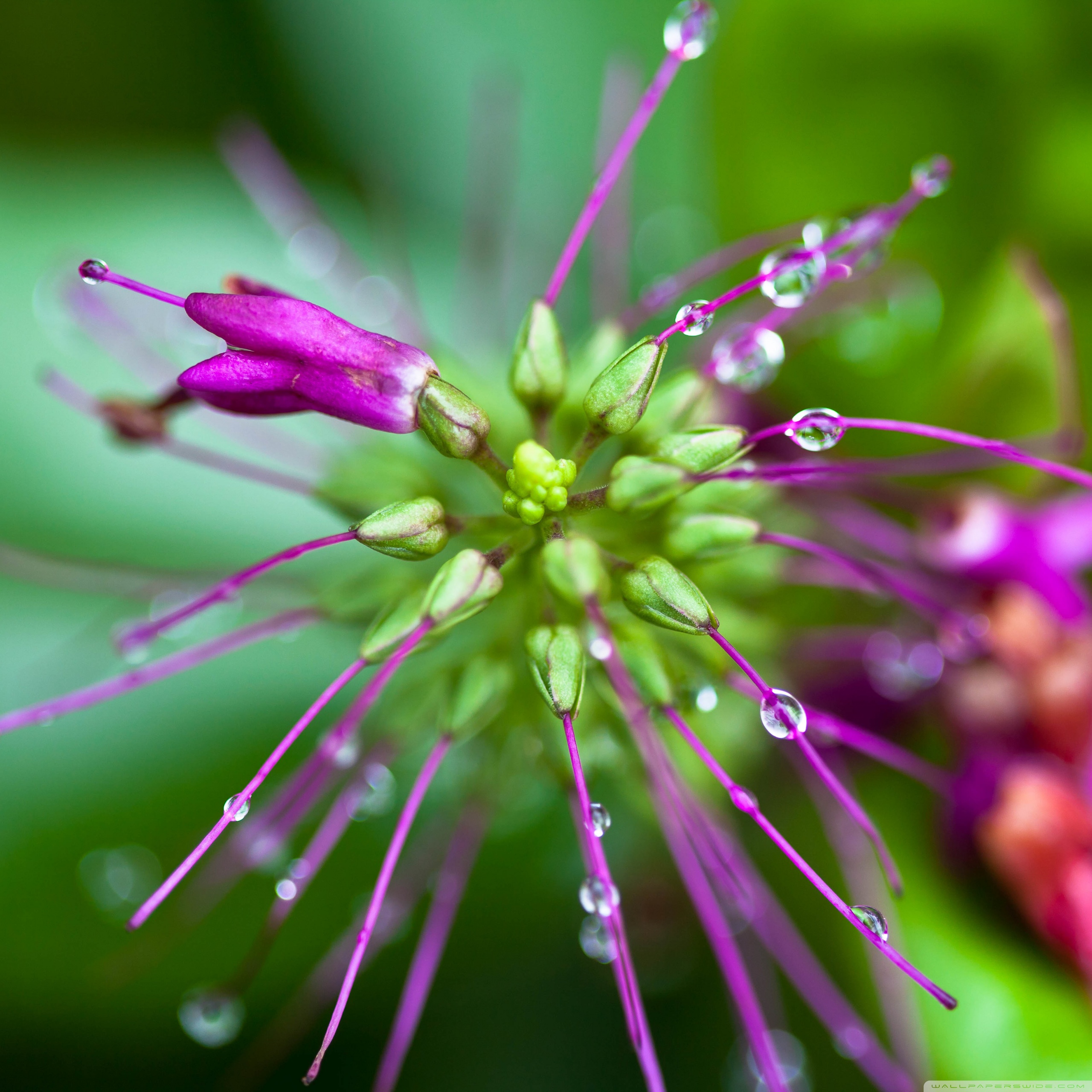 Cool Flower Wallpapers - Cool HD Wallpapers Backgrounds Desktop, iphone